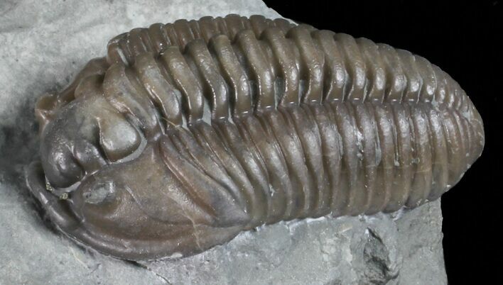 Detailed, Flexicalymene Trilobite - Ohio #57844